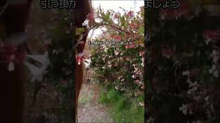 掃除用の髪の毛？