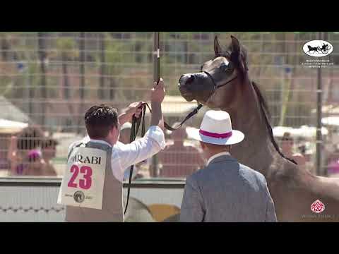 N 23 D EXPO   Mediterranean and Arab Countries AHC   Menton 2022   Yearling Fillies Class 1B