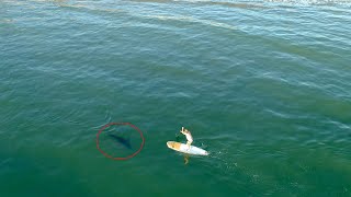 Paddleboarder Doesn&#39;t Know a Great White Shark is Right Next to Him