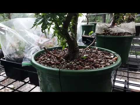 Kotohime Japanese Maples for Bonsai - taking some cuttings