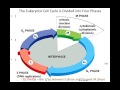 Lecture 17 The Cell Cycle