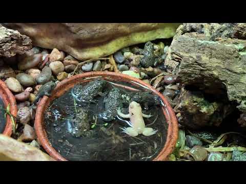 Albino bombina Variegata yellow bellied toad part 3