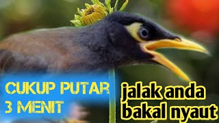 Download lagu AWAS IKUT GACOR ‼️ MASTERAN JALAK KEBO GACOR terapi jalak malas bunyi mp3 Download lagu AWAS IKUT GACOR ‼️ MASTERAN JALAK KEBO GACOR terapi jalak malas bunyi mp3