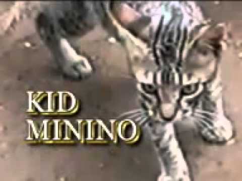 La Pelea DeL Siglo•Gallina fina Vs Kid minino. 2012