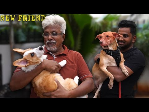 COCO Meets CORGI 🐶❤️| Seven o'clock 😂