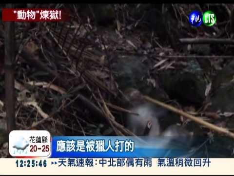 誤中陷阱! 獼猴.山豬奄奄一息