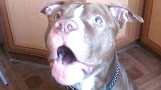 Funny Talking Dogs Compilation 2014 - Talking Dog Videos