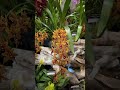 ✅Hermosa Cymbidium 🧡shorts#orchid#cymbidium#orchidshow#spring#flowers#viralvideo