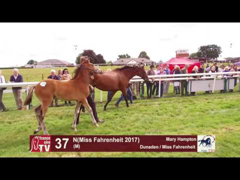 TBA Foal Show 2017 - Lot 37 - M17 - Dunaden & Miss Fahrenheit