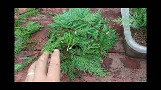How to Propagate Leyland Cypress
