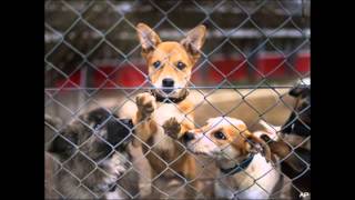 The Beautiful Creatures