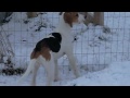 Harrier - Harrier Pups Zoomer and Hurry