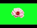Color Animation Flower Green Screen