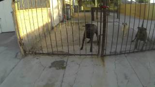 preview picture of video 'Viscous Dog attacks through Gate, Ajo, Arizona, 14 March 2015'