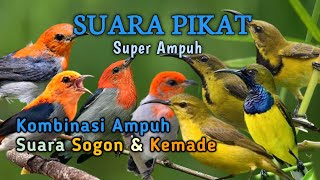 Download lagu SUARA PIKAT BURCIL AMPUH KOMBINASI SOGON & KEMADE  mp3