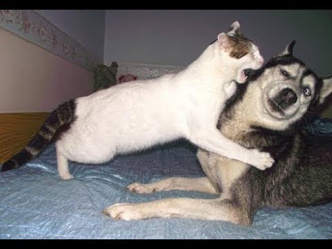 Cat Fights Dog Funny Vines   Cat Fights Compilation
