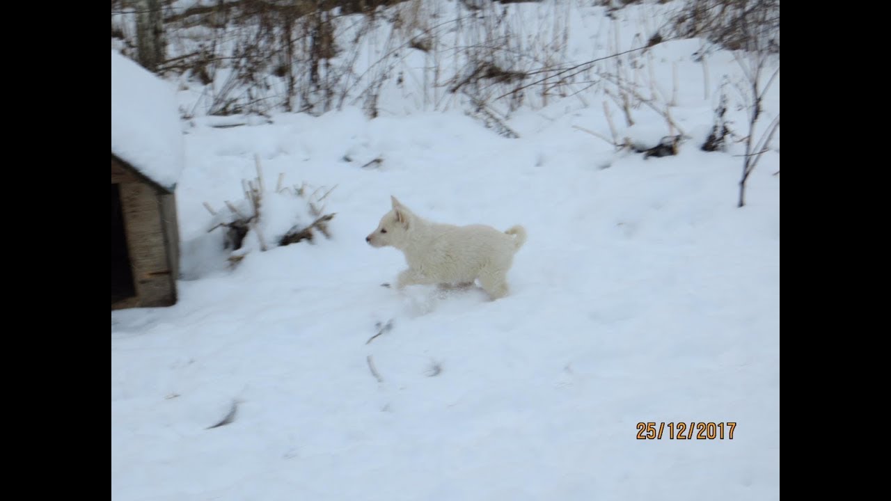 А ЩЕНОК СКАЗАЛ ПОЙМАЙ МЕНЯ!!!