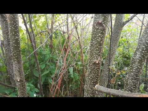 Schwarzerle als Stickstoff Sammler in Waldgarten Systemen