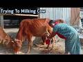Cow Milking And Cow House Cleaning