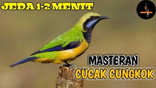 Download lagu Masteran Murai Batu || Suara burung cucak cungkok jeda 1-2 menit mp3