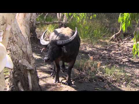 Don't play with the buffalo ► All 4 Adventure TV