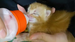 Newborn Kitten Inside A Box On The Roadside Needs A Miracle To Survive!