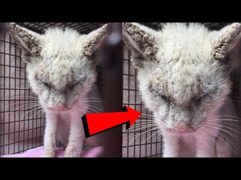 Encontraron a un gato callejero ciego. Luego abrió los ojos y nadie pudo creer su belleza... Video