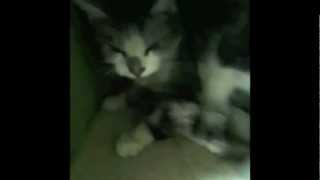 S.M.A.R.T. Rescue, #12-93, Cookie atop a 75 ft Palm tree