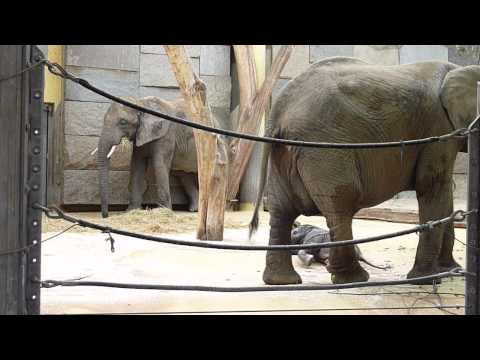 Malgranda elefanto (20 tagoj agxa)