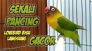 Download lagu SEKALI PANCING LB BISU LANGSUNG GACOR NYAUT NGEKEK, Pancingan Suara Lovebird Ngekek Panjang mp3