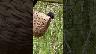Download lagu Black Siskin | Aviary Birds Breeding #birds #bird #animals mp3 Download lagu Black Siskin | Aviary Birds Breeding #birds #bird #animals mp3