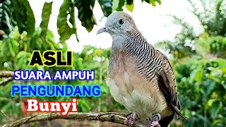 Download lagu The Most Gacor Champion Turtle Dove Sound for Luring mp3 Download lagu The Most Gacor Champion Turtle Dove Sound for Luring mp3