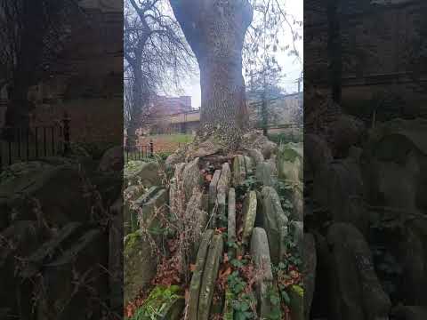 The Tree Where Graves Circle: Hardy Tree, St. Pancras Old Church