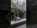 Song Sparrow Attacks Its Own Reflection #Birds #NatureConnection #Sparrow #Cute