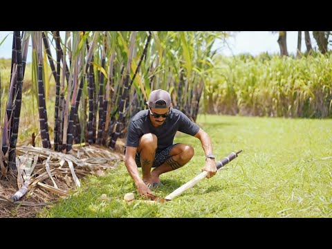 THE FARMSTEAD | How To Harvest & Eat RAW Sugarcane