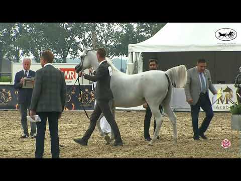 N 118 MEQBILAT ATHBAH   Arabian Horse Weekend 2021   International