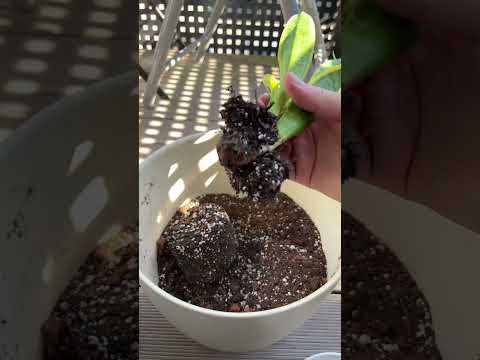 Hätte nicht gedacht, dass es so schlimm ist😂 #pflanzen #bogenhanf #sanseveria #erde #pflanzengießen