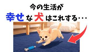今の暮らしが最高な犬がする行動13選