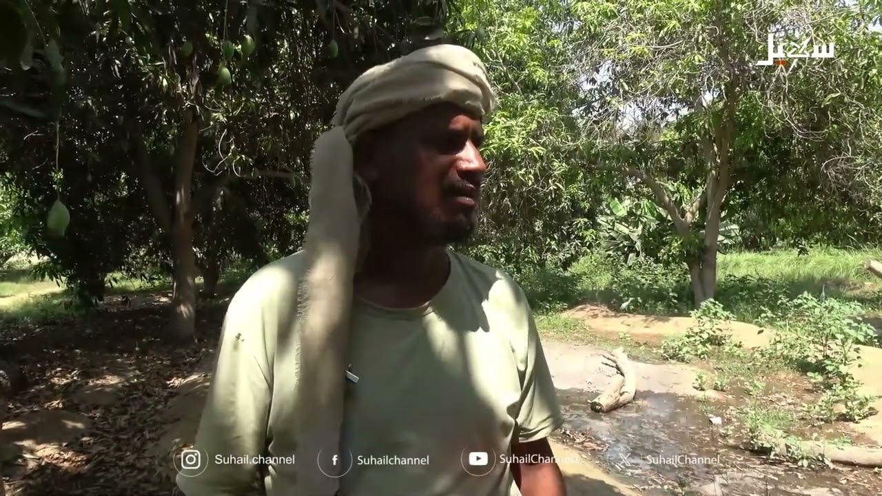 مانجو أبين .. ملامح موسم لا يسر المزارعين