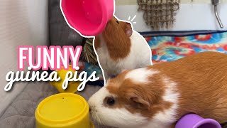 Funny Guinea Pig Compilation
