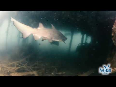 15 Second Science — Sand Tiger Sharks