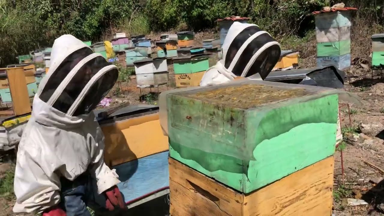 Cosechándo la primer miel del año 2023 en 🇭🇳 🍯 🐝