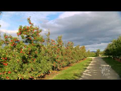 T&G   Journey of a Jazz Apple