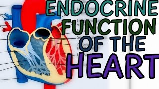 Endocrine Function of Heart