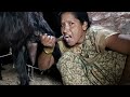 Viral Milk Making Vlog