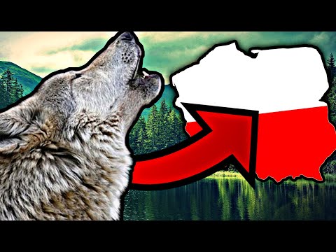 NAJCIEKAWSZE chronione ZWIERZĘTA żyjące w POLSCE!