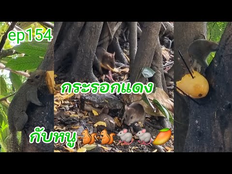 #ep154 #กระรอกแดงกับหนู🐿🐿🐀🐀🥭