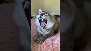 あくび