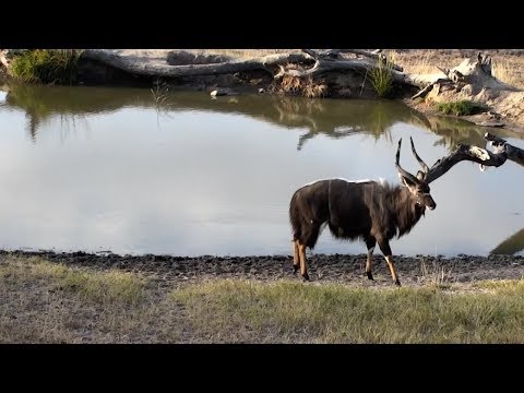 Nyala bull.