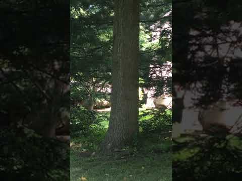 Just a friendly tree saying “Hi”